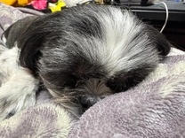 ���ε����β���