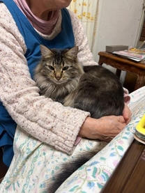 �u���O�摜