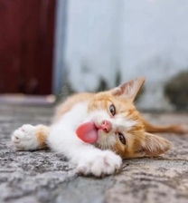 ���ε����β���