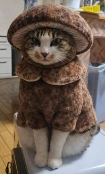 ���ε����β���