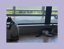 ���ε����β���