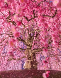 �炫�����