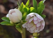 ���ε����β���