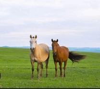 ���ε����β���