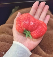 �u���O�摜