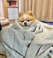 ���ε����β���