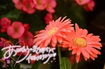 ���ε����β���