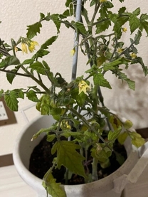 εβ