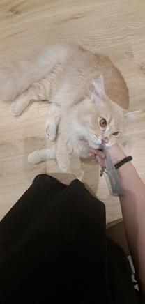 �u���O�摜