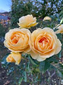 �o�΂���...