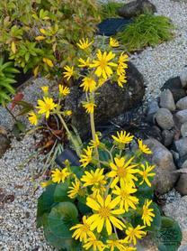 �o�΂���...