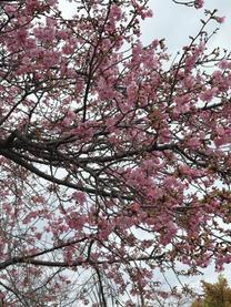 �o�΂��܂����i???�j