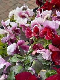 ����ł�...