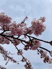 �u���O�摜