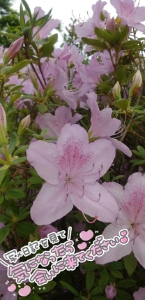 �u���O�摜