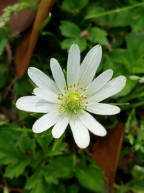 ���肪�Ƃ�