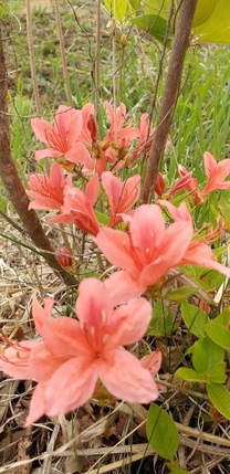 ���肪�Ƃ�