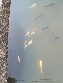 ���肪�Ƃ�