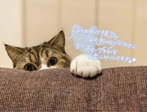 �u���O�摜