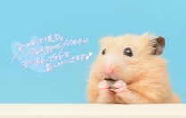 �u���O�摜
