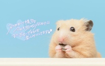 �u���O�摜