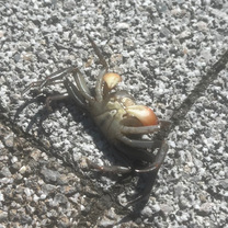 ?