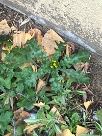 ���ε����β���