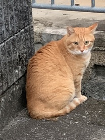 εβ