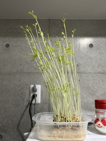 �ԈႦ���̂ō�������?