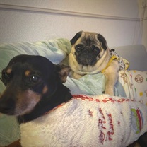 �u���O�摜