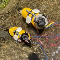 ?�����͂��肢���܂�...?