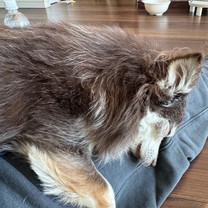 �u���O�摜