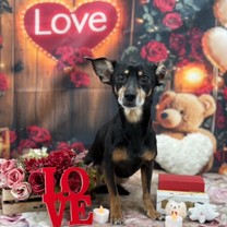 �u���O�摜