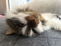 �Ȃ�������񃉃X�g?