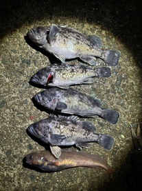 �u���O�摜