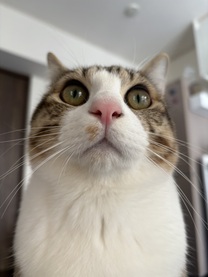 �u���O�摜