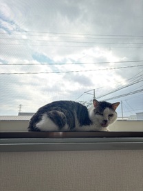 �u���O�摜