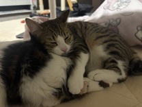 �u���O�摜