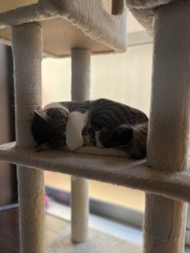 �u���O�摜