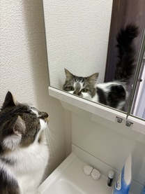 �u���O�摜