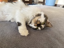 �̂񂿂�񃉃X�g?