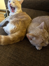 �u���O�摜