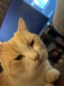 �u���O�摜