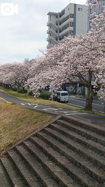 ��🌸���J�̉摜