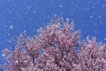 あっという間に散り始め?