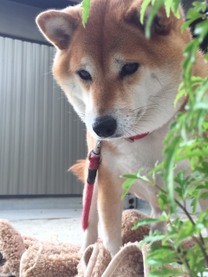 �u���O�摜
