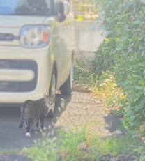 �u���O�摜