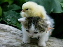 マキシムは女の子第一主義!