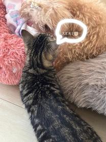 ���ε����β���