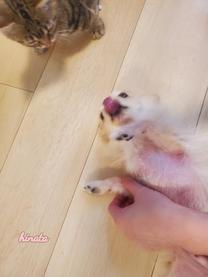 ���ε����β���